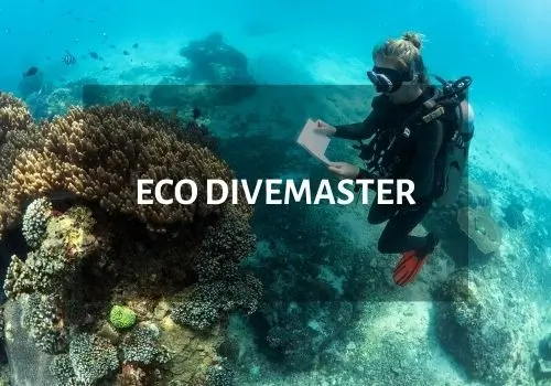 eco Divemaster couse Nusa lembongan