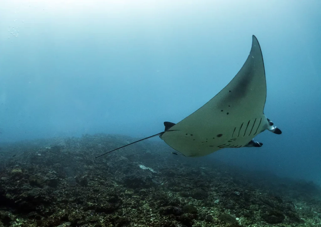 Divemaster Course Indonesia Conservation Manta