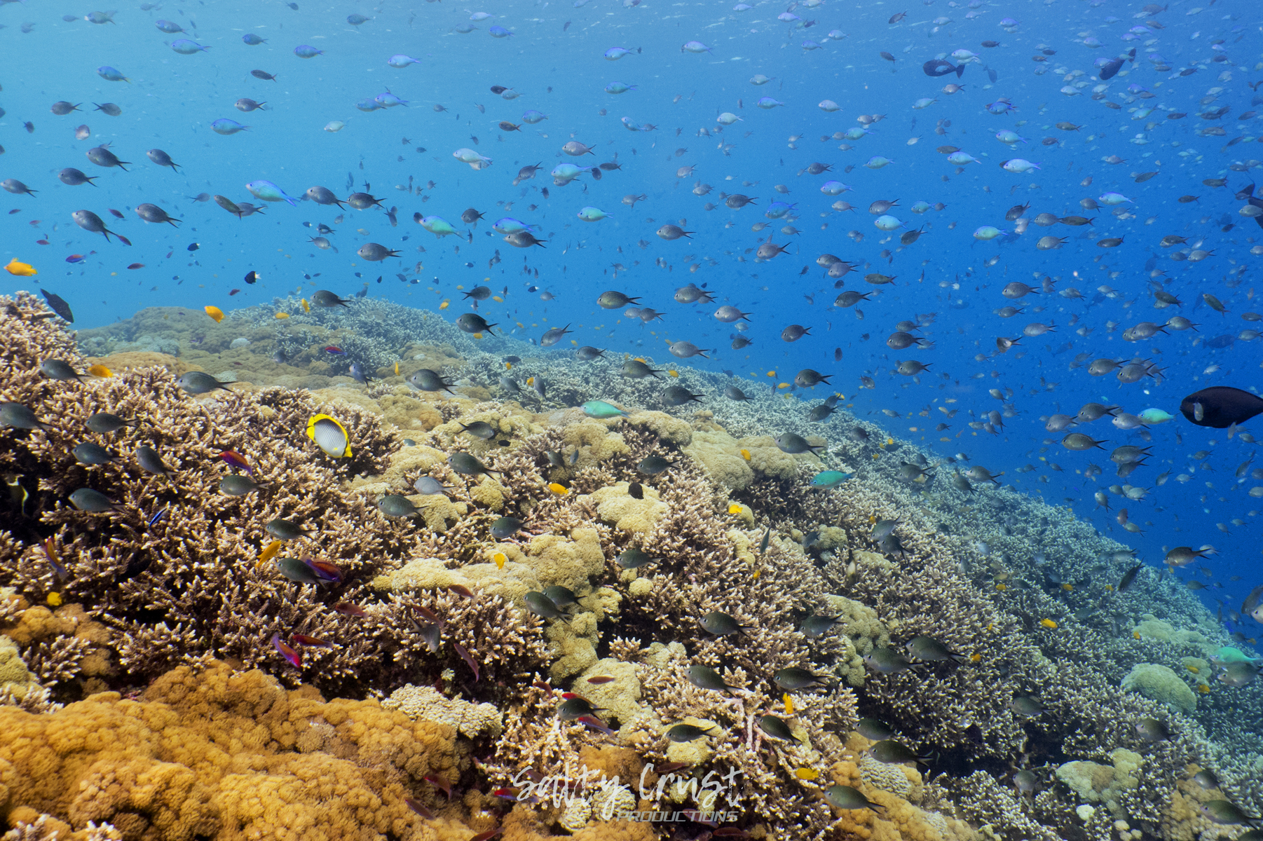 marine eco & coral reef